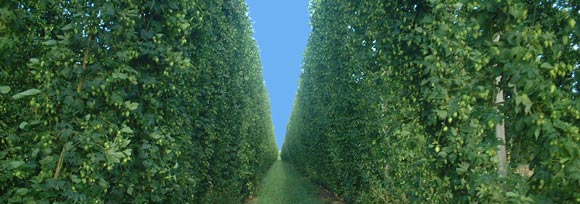 hop field image