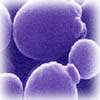 yeastcell image